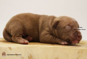 Chiots d'apparence American Bully à vendre chez l'éleveur JAGUAR BULLY KENNEL