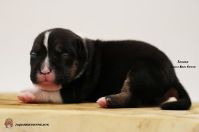 Chiots d'apparence American Bully à vendre chez l'éleveur JAGUAR BULLY KENNEL