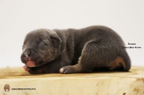 Chiots d'apparence American Bully à vendre chez l'éleveur JAGUAR BULLY KENNEL