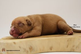 Chiots d'apparence American Bully à vendre chez l'éleveur JAGUAR BULLY KENNEL