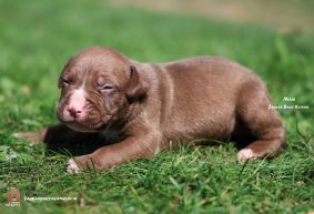 Chiots d'apparence American Bully à vendre chez l'éleveur JAGUAR BULLY KENNEL