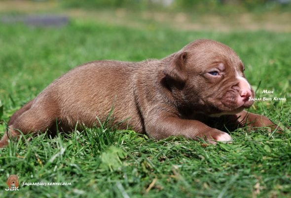Image de la portée de chiot de l'élévage JAGUAR BULLY KENNEL