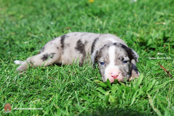 Image de la portée de chiot de l'élévage JAGUAR BULLY KENNEL