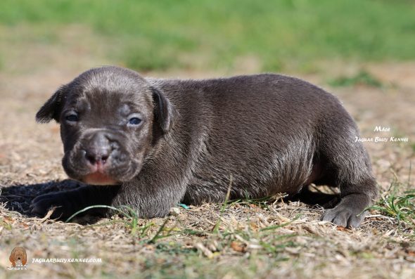 Image de la portée de chiot de l'élévage JAGUAR BULLY KENNEL