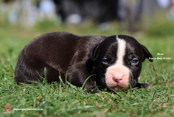Image de la portée de chiot de l'élévage JAGUAR BULLY KENNEL