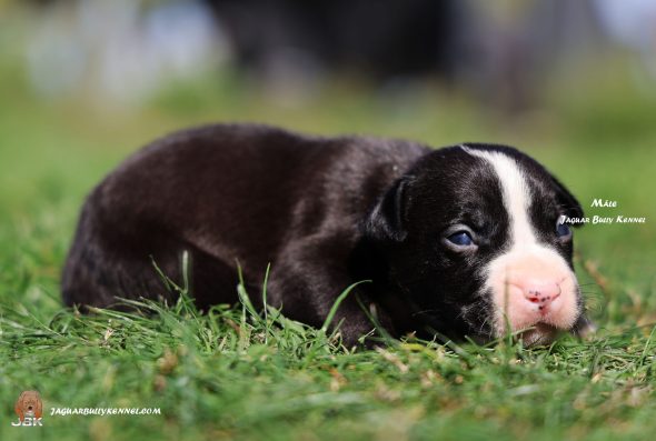Image de la portée de chiot de l'élévage JAGUAR BULLY KENNEL