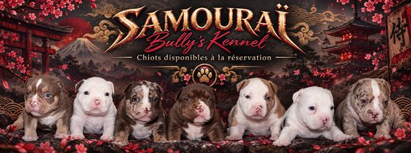 Image de la portée de chiot de l'élévage SAMOURAI BULLY &lsquo;S KENNEL