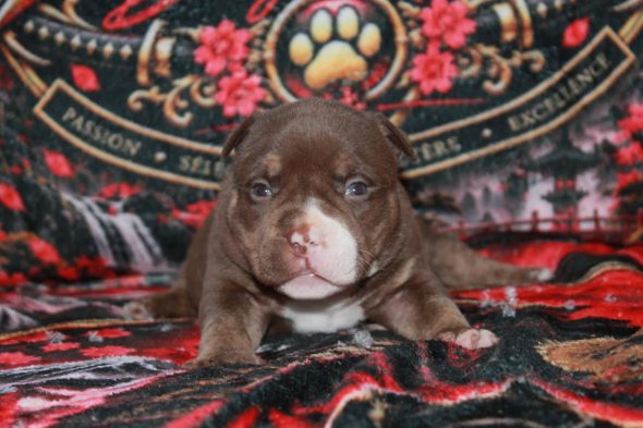 Image de la portée de chiot de l'élévage SAMOURAI BULLY &lsquo;S KENNEL