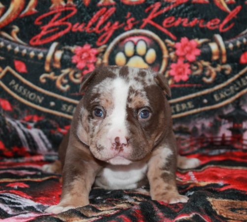 Image de la portée de chiot de l'élévage SAMOURAI BULLY &lsquo;S KENNEL