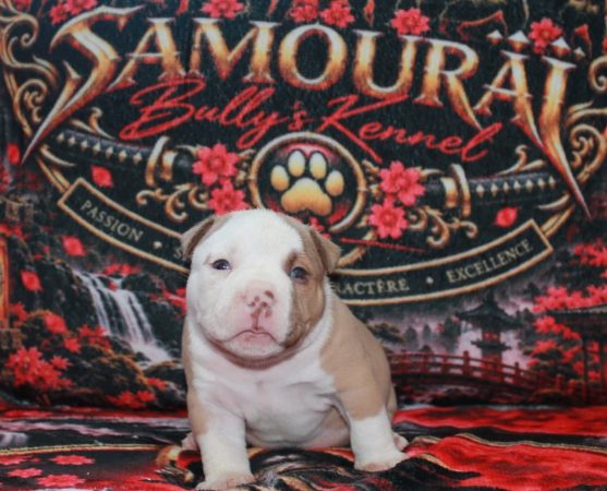 Image de la portée de chiot de l'élévage SAMOURAI BULLY &lsquo;S KENNEL