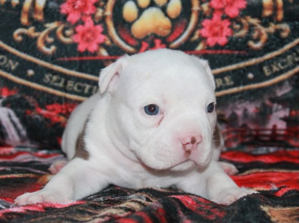 Image de la portée de chiot de l'élévage SAMOURAI BULLY &lsquo;S KENNEL
