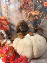 Chiots de race Basset des alpes à vendre chez l'éleveur BANCE AURELIE