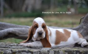 Chiots de race Basset hound à vendre chez l'éleveur DOSDAT JOSUA