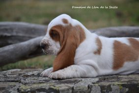 Chiots de race Basset hound à vendre chez l'éleveur DOSDAT JOSUA