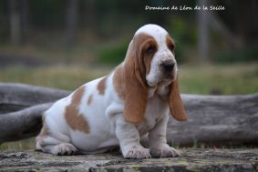 Chiots de race Basset hound à vendre chez l'éleveur DOSDAT JOSUA