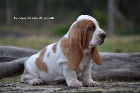 Chiots de race Basset hound à vendre chez l'éleveur DOSDAT JOSUA