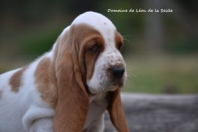 Chiots de race Basset hound à vendre chez l'éleveur DOSDAT JOSUA