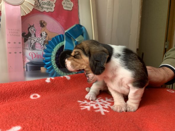 Image de la portée de chiot de l'élévage DU CLOS DES LILAS BLEUS