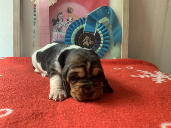 Image de la portée de chiot de l'élévage DU CLOS DES LILAS BLEUS