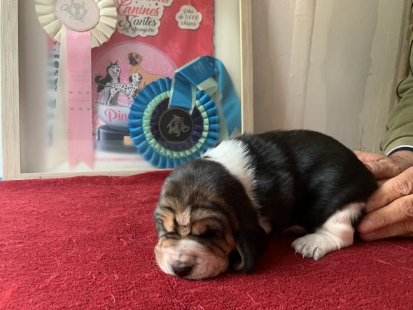 Image de la portée de chiot de l'élévage DU CLOS DES LILAS BLEUS