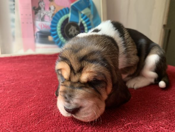 Image de la portée de chiot de l'élévage DU CLOS DES LILAS BLEUS