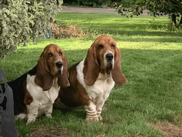 Image de la portée de chiot de l'élévage DU CLOS DES LILAS BLEUS
