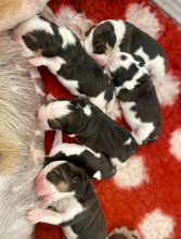 Chiots de race Beagle à vendre chez l'éleveur DE L ESPRIT DU CARBONADO