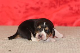 Chiots de race Beagle à vendre chez l'éleveur DES DIAMANTS VERTS
