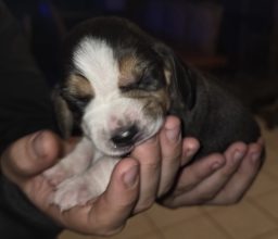 Chiots de race Beagle à vendre chez l'éleveur CHANOURDIE DAMIEN