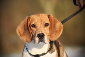 Chiots d'apparence Beagle à vendre chez l'éleveur DU DOMAINE DES LOUPS MER