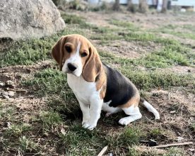 Chiots de race Beagle à vendre chez l'éleveur FERANDON MARYLINE