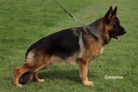 Chiots de race Berger allemand à vendre chez l'éleveur DEQUEZAC