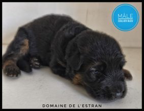 Chiots de race Berger allemand à vendre chez l'éleveur DU DOMAINE DE L ESTRAN