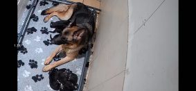 Chiots de race Berger allemand à vendre chez l'éleveur LES DIABLOTINS D&rsquo;ISIS