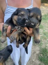 Chiots d'apparence Berger allemand à vendre chez l'éleveur CELLIER DE LALANDE