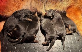 Chiots de race Berger allemand à vendre chez l'éleveur DES LEGENDES DU CASTEL