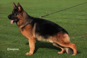 Chiots de race Berger allemand à vendre chez l'éleveur DE L&rsquo;HACIENDA DEL MATADOR