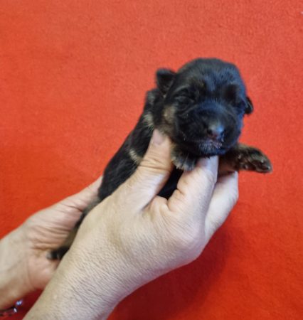 Image de la portée de chiot de l'élévage DE L&rsquo;HACIENDA DEL MATADOR