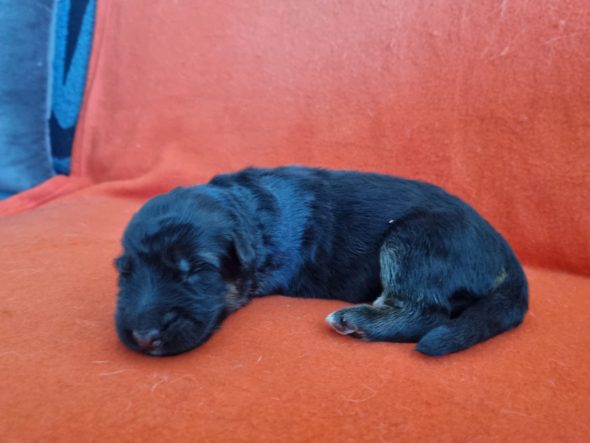 Image de la portée de chiot de l'élévage DE L&rsquo;HACIENDA DEL MATADOR