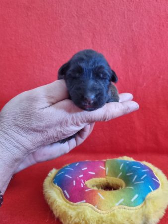Image de la portée de chiot de l'élévage DE L&rsquo;HACIENDA DEL MATADOR