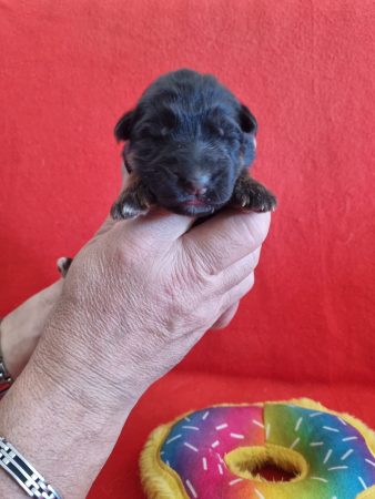 Image de la portée de chiot de l'élévage DE L&rsquo;HACIENDA DEL MATADOR