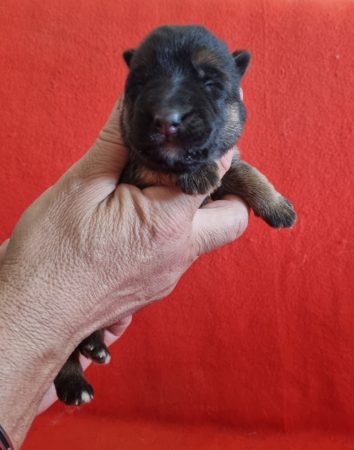 Image de la portée de chiot de l'élévage DE L&rsquo;HACIENDA DEL MATADOR