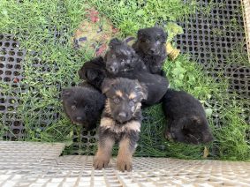 Chiots de race Berger allemand à vendre chez l'éleveur EARL HIVERT NATHALIE