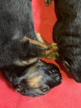 Chiots de race Berger allemand à vendre chez l'éleveur CELLIER DE LALANDE