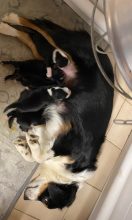 Chiots d'apparence Berger américain miniature à vendre chez l'éleveur VALLA DE LA FOND