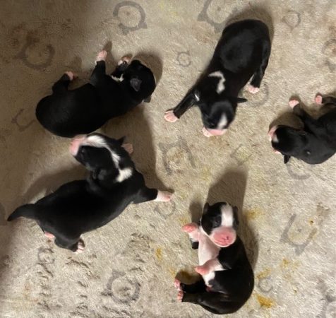 Image de la portée de chiot de l'élévage VALLA DE LA FOND