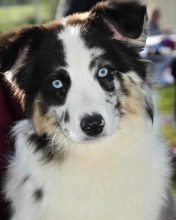 Chiots de race Berger américain miniature à vendre chez l'éleveur MOGLIACCI DANIEL