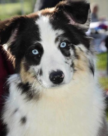 Image de la portée de chiot de l'élévage MOGLIACCI DANIEL