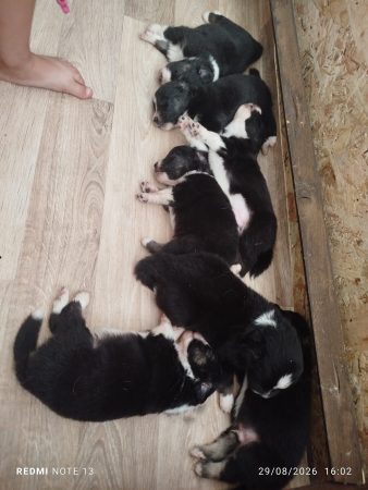 Image de la portée de chiot de l'élévage MOGLIACCI DANIEL