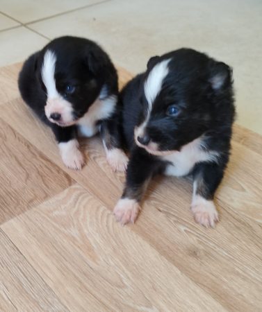 Image de la portée de chiot de l'élévage MOGLIACCI DANIEL